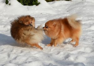 Zorro_Rosie_27012013