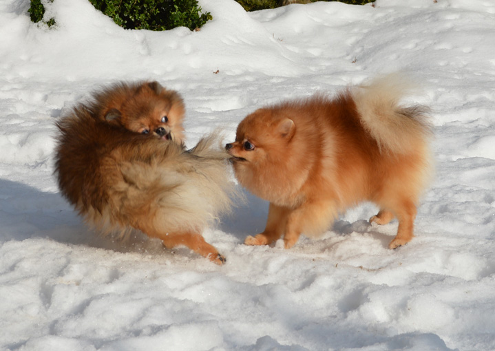 Zorro_Rosie_27012013