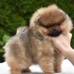 Alfie @ 8 weeks