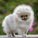 Archie ~ None Such Watch Out