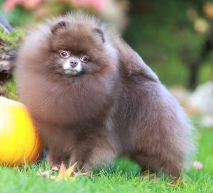 Misha - Ch Sunny Poms Sherlock Holmes
