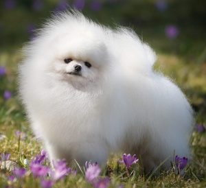 Wally - Wally Of Lin Chi Tien